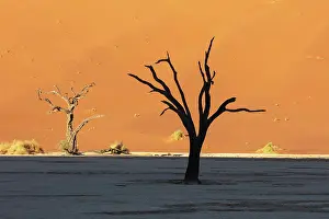 Deadvlei Prints: Deadvlei salt pan, Sossuvlei, Namib Naukluft National Park, Hardap region, Namibia, Africa