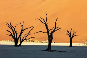 Deadvlei Prints: Deadvlei salt pan, Sossuvlei, Namib Naukluft National Park, Hardap region, Namibia, Africa