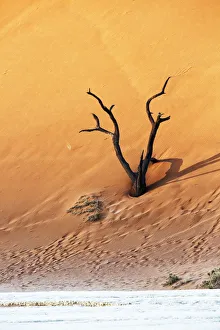 Acacia Gallery: Deadvlei, Sosusvlei, Namibia, Africa