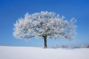 Miesbach Prints: Decidious tree with hoar frost - Germany, Bavaria, Upper Bavaria, Miesbach