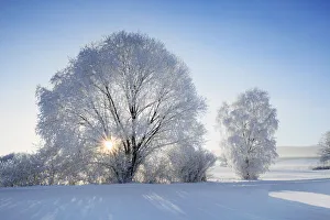 Back Light Prints: Decidious tree with hoar frost in winter - Germany, Bavaria, Upper Bavaria