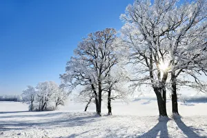Decidious tree with hoar frost in winter - Germany, Bavaria, Upper Bavaria