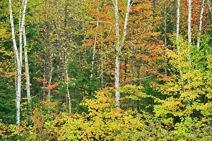 La Belle Province Prints: Deciduous forest in autumn, La Belle Province, Quebec, Canada