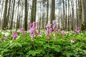 Images Dated 9th December 2022: Deciduous forest with blooming hollow larkspur (Corydalis cava), Hainich National Park