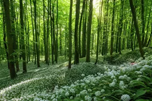 Wood Collection: Deciduous forest with blooming wild garlic (Allium ursinum), ramsons, Hainich National Park