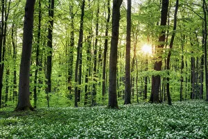 Images Dated 9th December 2022: Deciduous forest with blooming wild garlic (Allium ursinum), ramsons, Hainich National Park