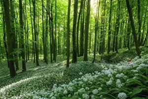 Backlight Prints: Deciduous forest with blooming wild garlic (Allium ursinum)