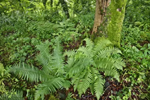 Fern Prints: Deciduous forest with fern - United Kingdom, Scotland, Dumfries and Galloway