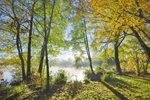 Starnberg Prints: Deciduous forest at lake - Germany, Bavaria, Upper Bavaria, Starnberg