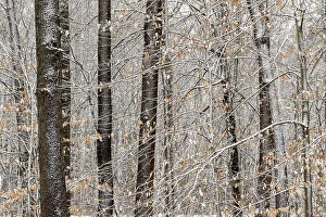 Branches Prints: Deciduous forest with light winter snow