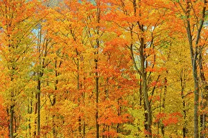 Acer Saccharum Gallery: Deciduous forest of sugar maple trees (Acer saccharum) in Autumn foliage, Manitoulin Island