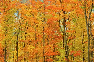 Acer Saccharum Gallery: Deciduous forest of sugar maple trees (Acer saccharum) in Autumn foliage, Manitoulin Island
