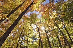 Deciduous forest with sugar maples in autumn colours - Canada, Ontario, Nipissing Deciduous forest with sugar maples in autumn colours - Canada, Ontario, Nipissing