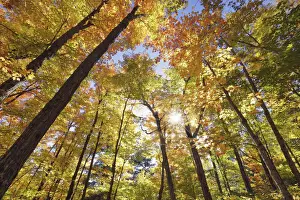 Indian Summer Prints: Deciduous forest with sugar maples in autumn colours - Canada, Ontario, Nipissing
