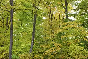 Deciduous forest with sugar maples in autumn colours - Canada, Quebec, Outaouais