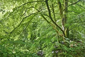 Perth And Kinross Prints: Deciduous forest - United Kingdom, Scotland, Perth and Kinross, Aberfeldy