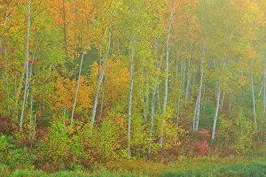 Deciduous trees in autumn. Lake Laurentian Conservation Area. Sudbury, Ontario, Canada