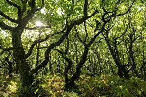 September Prints: Deciduous trees growing over Dowsborough Hill Fort in the Quantocks