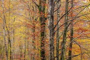 Deciduous Prints: Deciduous woodland in autumn, showing fall colours, Bohinj, Slovenia