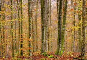 Upper Carniola Prints: Deciduous woodland in autumn, showing fall colours, Bohinj, Slovenia