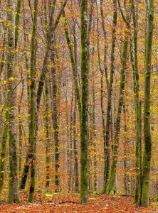 Upper Carniola Prints: Deciduous woodland in autumn, showing fall colours, Bohinj, Slovenia