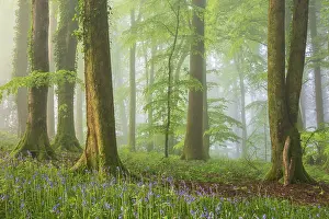 Bluebells Prints: Deciduous woodland with bluebells on a misty spring morning