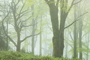 Bodmin Prints: Deciduous woodland on a foggy morning, Bodmin, Cornwall, England