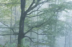 Grasmere Prints: Deciduous woodland in mist, Grasmere, Lake District, Cumbria, England. Autumn (October)