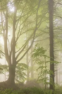 Forests Prints: Deciduous woodland on a misty spring morning, Devon, England. Spring (May) 2024