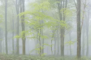Images Dated 11th August 2020: Deciduous woodland in morning mist, Cornwall, England. Spring (May) 2018