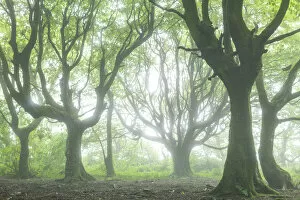 Images Dated 19th November 2020: Deciduous woodland in morning mist, Cornwall, England. Summer (July) 2020
