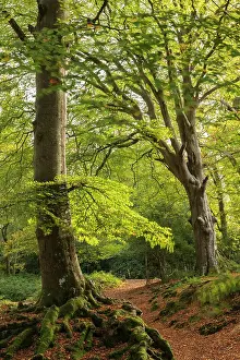 Hampshire Prints: Deciduous woodland near Burley in the New Forest National Park
