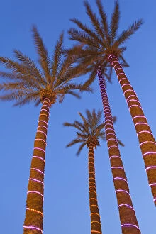 Images Dated 9th June 2011: Decorative Palm trees in the wealthy area of Gueliz in Marrakesh, Morocco, North Africa