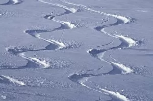 Activities Gallery: Deep powder snow, Ski traces, Tyrol, Austria