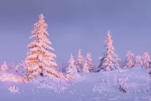 Deep snow-covered spruces in winter landscape at Fichtelberg at sunset Deep snow-covered spruces in winter landscape at Fichtelberg at sunset