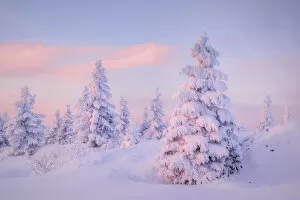 Images Dated 11th May 2021: Deep snow-covered spruces in winter landscape at Fichtelberg at sunset