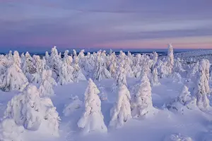 Deep snow-covered spruces in winter landscape at Fichtelberg at sunset