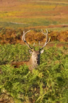Deer, Bradgate Park, Leicestershire, England