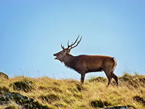 Grassland Collection: Deer at Glenealo Valley, Glendalough, County Wicklow, Ireland