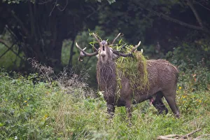 Mammalia Prints: Deer in love, italian alps, Piedmont, Italy