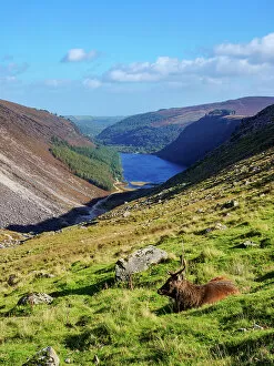 Grassland Collection: Deer with the Upper Lake in the background, Glendalough, County Wicklow, Ireland
