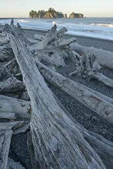 Images Dated 6th December 2012: Deiftwood at Rialto Beach, Olympic National Park, Clallam County, Washington, USA