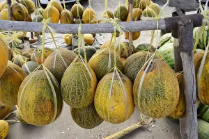 Images Dated 19th December 2017: The delicious uzbek melons were already praised by the medieval traveler Ibn Battuta