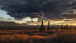 Spruce Prints: Denali National Park, Alaska, United States of America