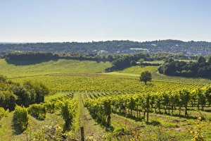 Denbies Wine Estate (Largest vineyard in England), North Downs Way, Dorking, Surrey