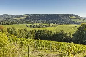 Images Dated 22nd September 2017: Denbies Wine Estate (Largest vineyard in England), North Downs Way, Dorking, Surrey