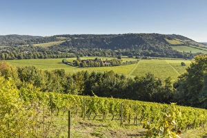 Denbies Wine Estate (Largest vineyard in England), North Downs Way, Dorking, Surrey