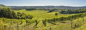 Images Dated 22nd September 2017: Denbies Wine Estate (Largest vineyard in England), North Downs Way, Dorking, Surrey