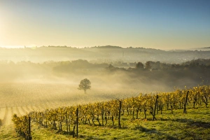 Denbies Wine Estate (Largest vineyard in England), North Downs Way, Dorking, Surrey