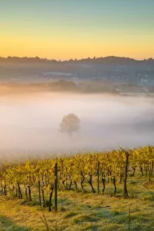 Images Dated 6th November 2017: Denbies Wine Estate (Largest vineyard in England), North Downs Way, Dorking, Surrey